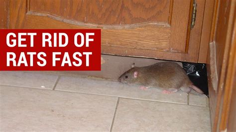 Will rats come back if you scare them?